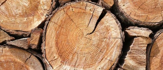 holz-kapitalanlage