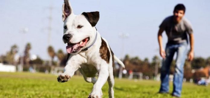 hundeversicherung