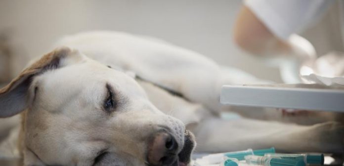 tierkrankenversicherung